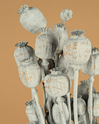 Gedroogde Papaver – grijs