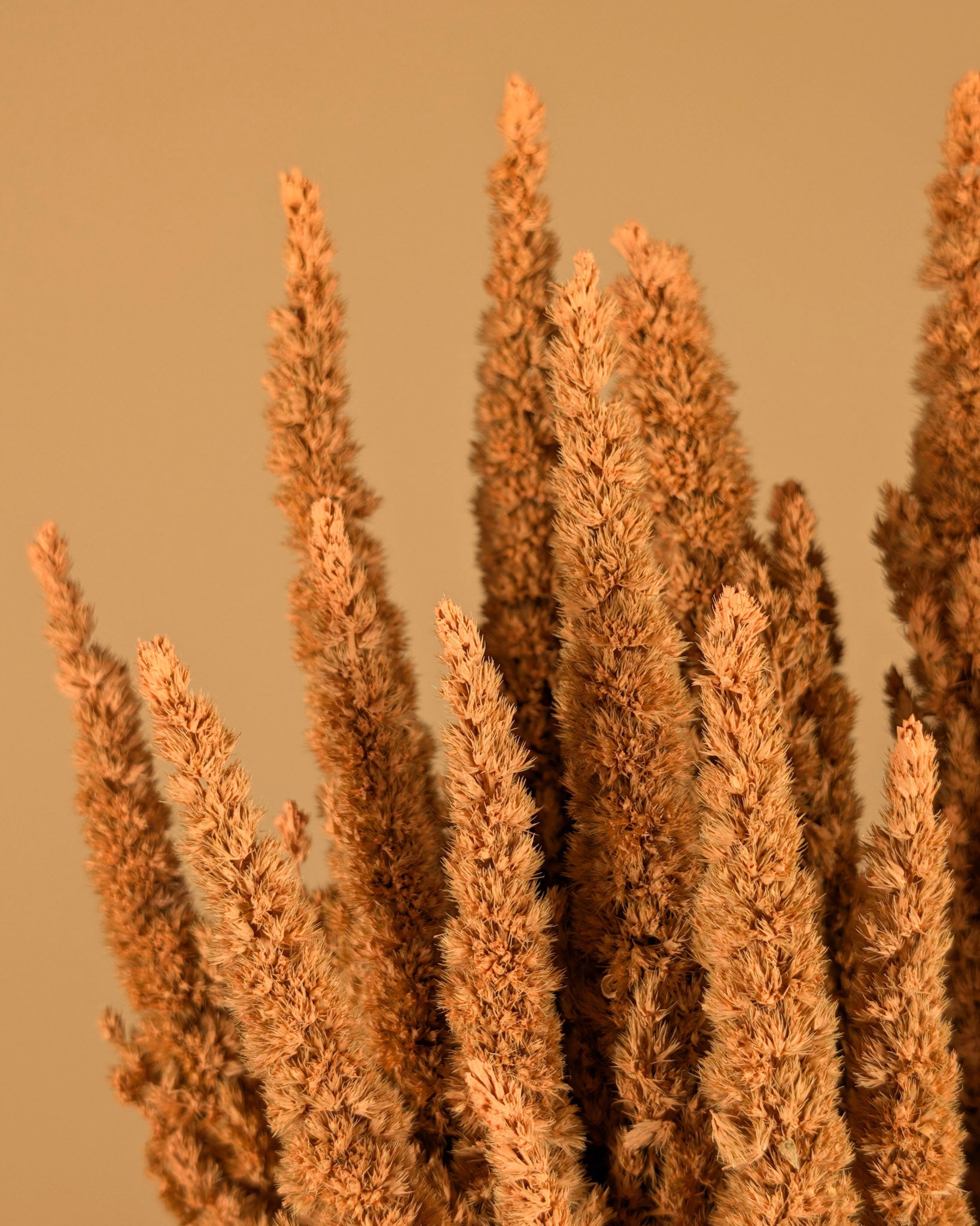 Gedroogde amaranthus – koraal roze