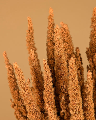 Gedroogde amaranthus – koraal roze