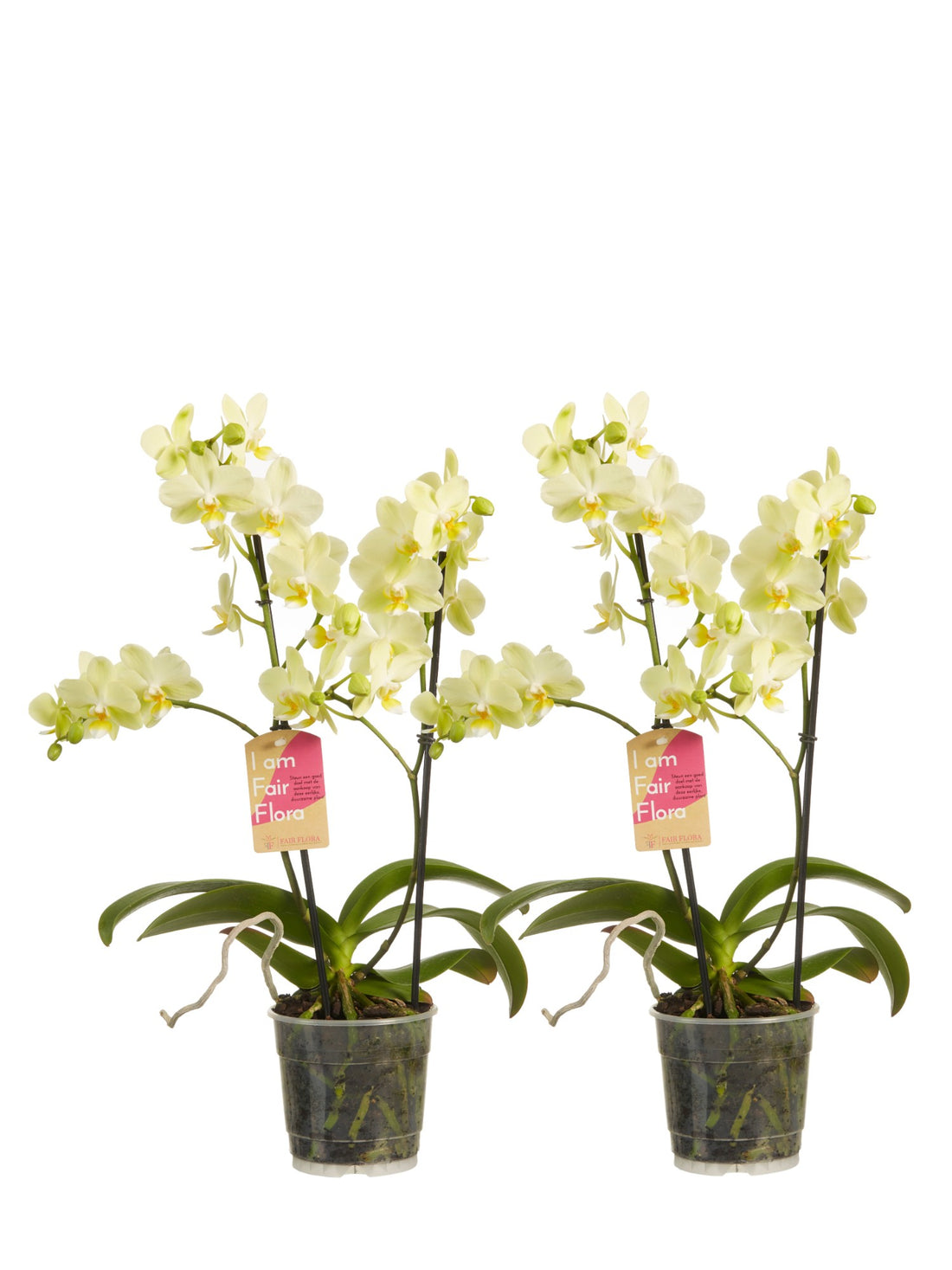 Multiflora phalaenopsis jaune (2 pièces)