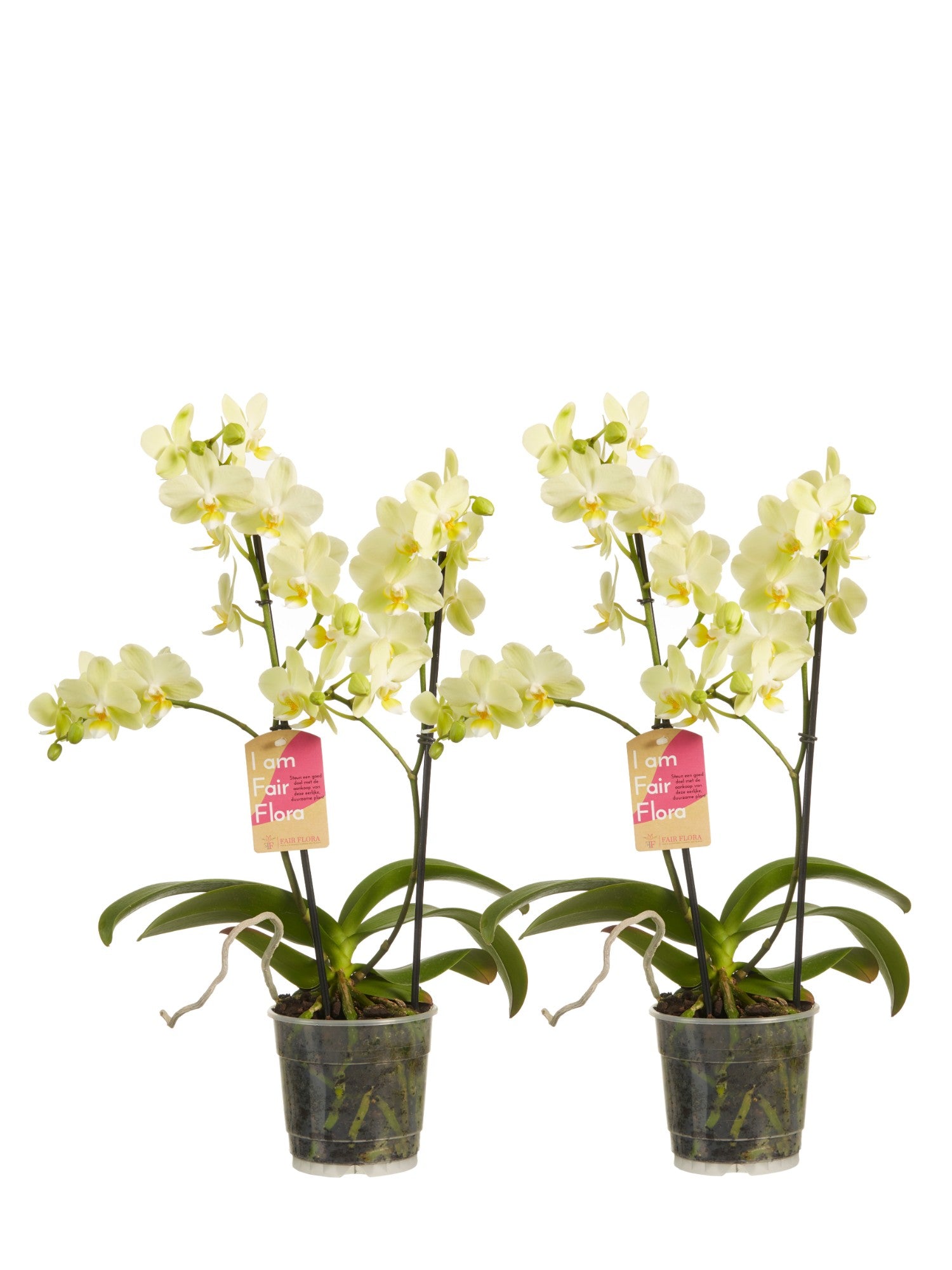 Multiflora phalaenopsis yellow (2 pieces)