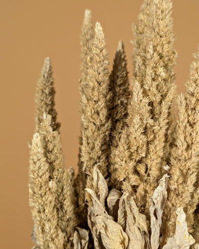 Dried Amaranthus Misty White