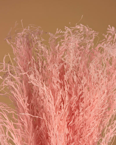 Getrocknetes Munni -Gras trostlos hellrosa