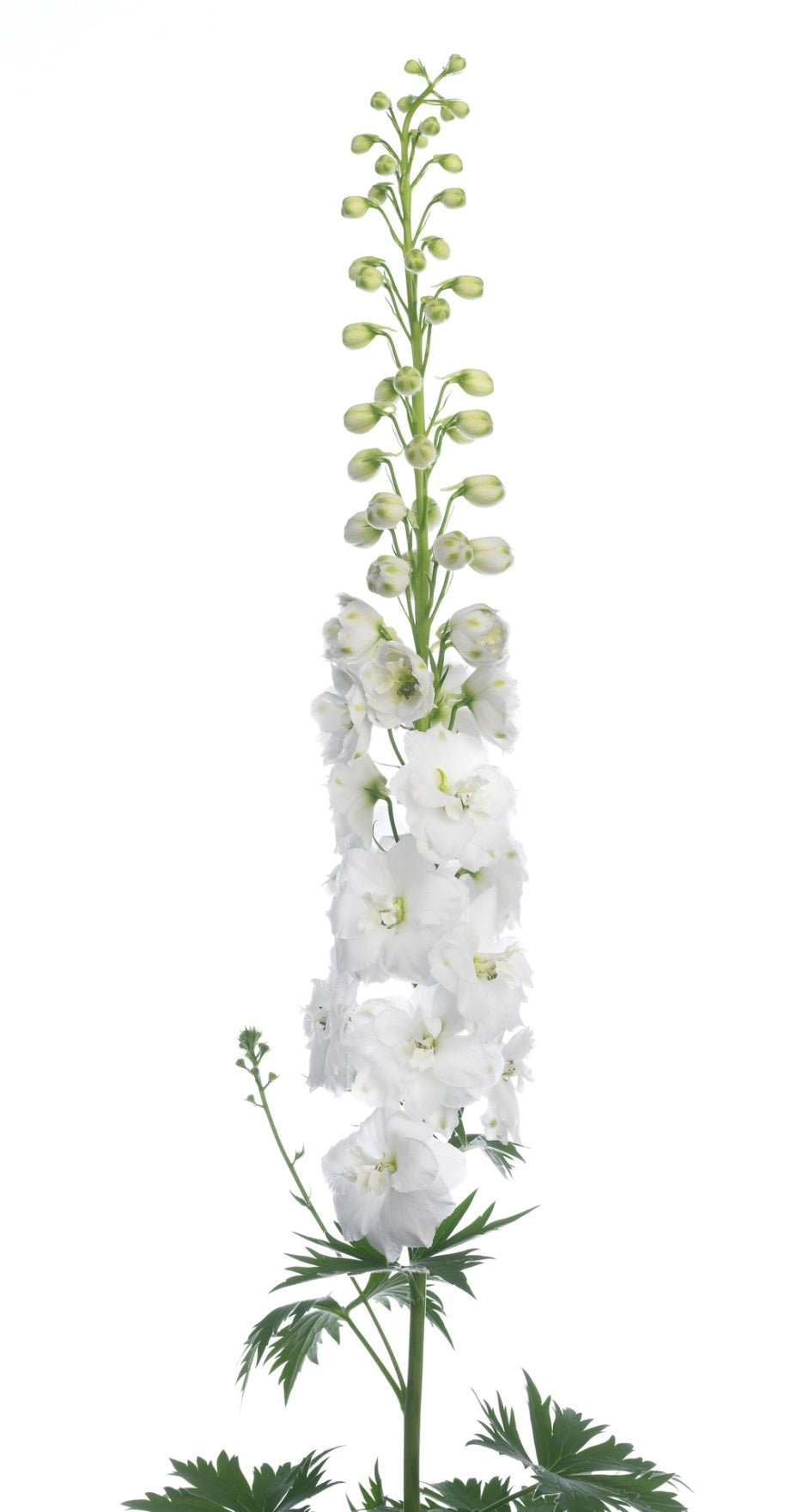 10 Delphinium doppelte Blumen