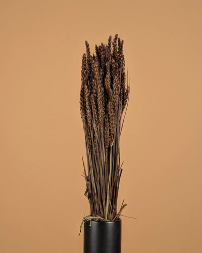 Blé séché brun foncé