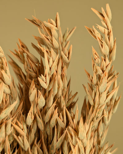 Gedroogde haver – coral misty