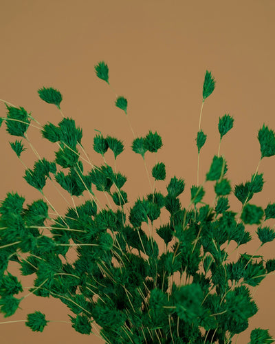 Gedroogde ruscus pluim (wheep) – bamboegroen