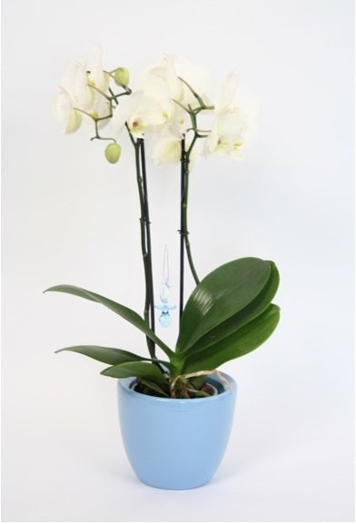 Phalaenopsis Orchidee 2 takken Baby Girl en Baby Boy