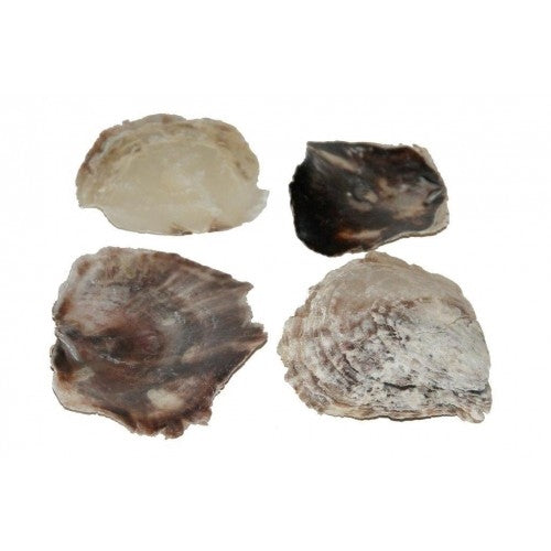 Shells Placuna Ephium Assortment