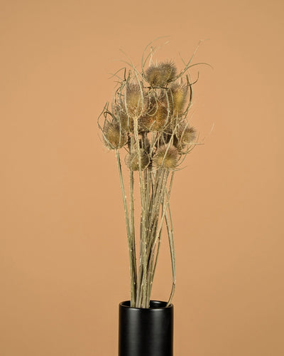 Getrocknetes Cardoon Distel Natural Braun