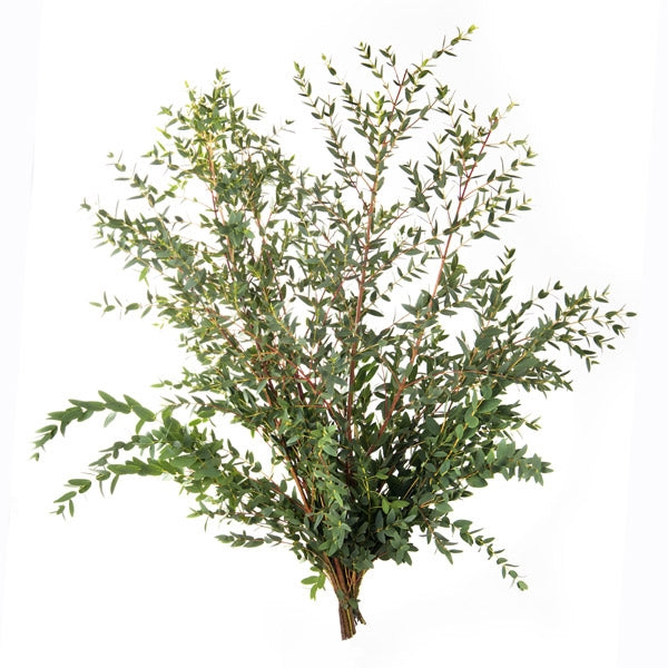 Eukalyptus parvifolia pro Wald