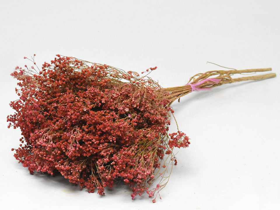 Dried Broom Bloom Pink