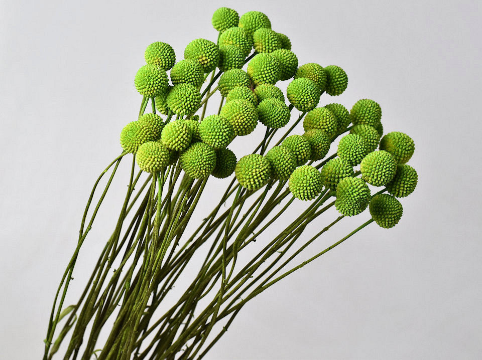 Craspedia spring green dried (Billy Button)
