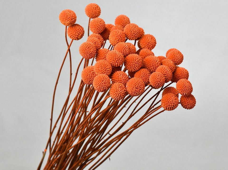 Craspedia orange dried (Billy Button)