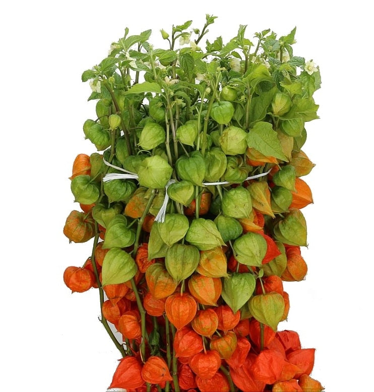 10 Physalis Lampion branches