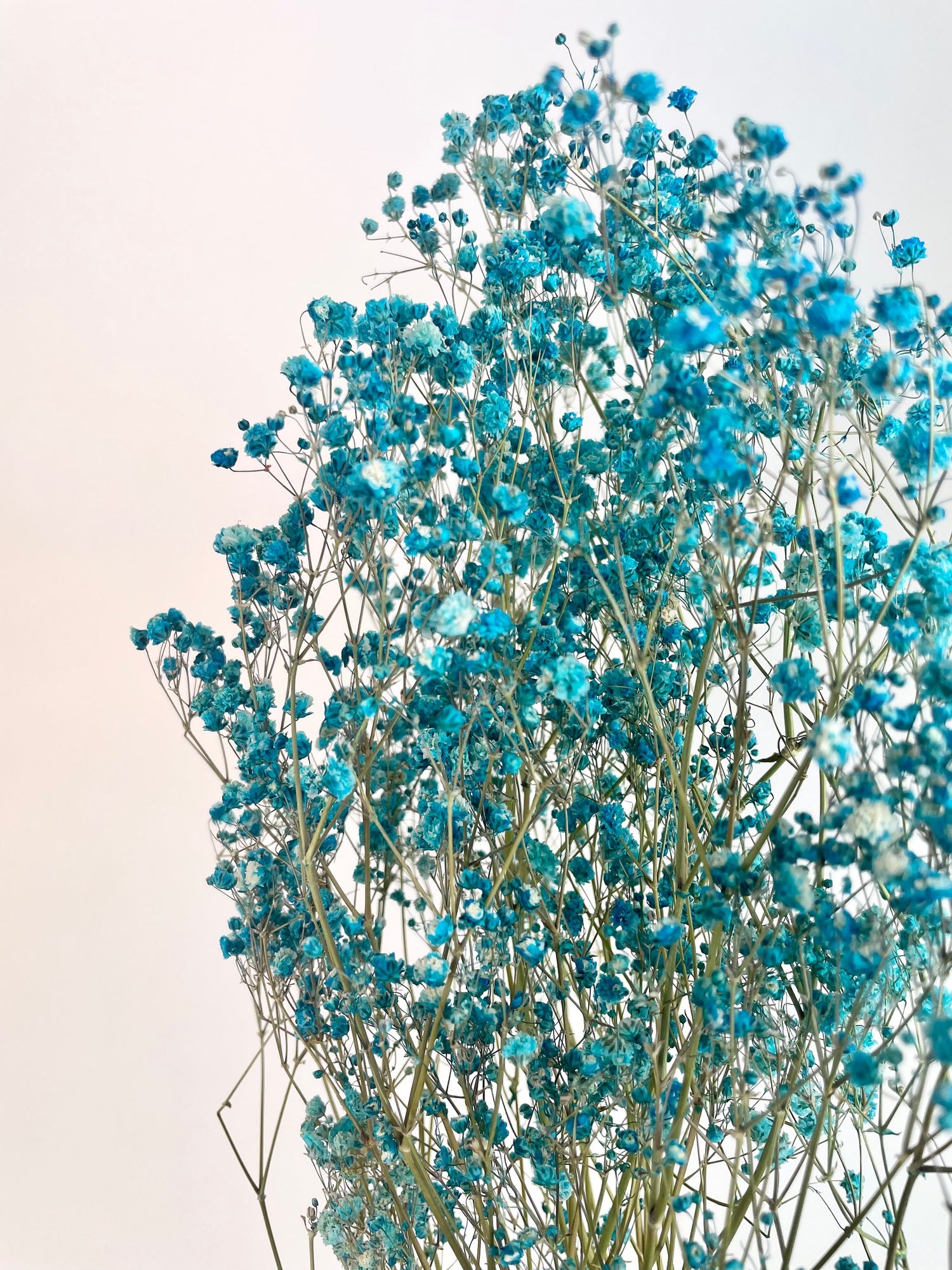 GIPSPRAY (Gypsophilia) Light Blue Dried