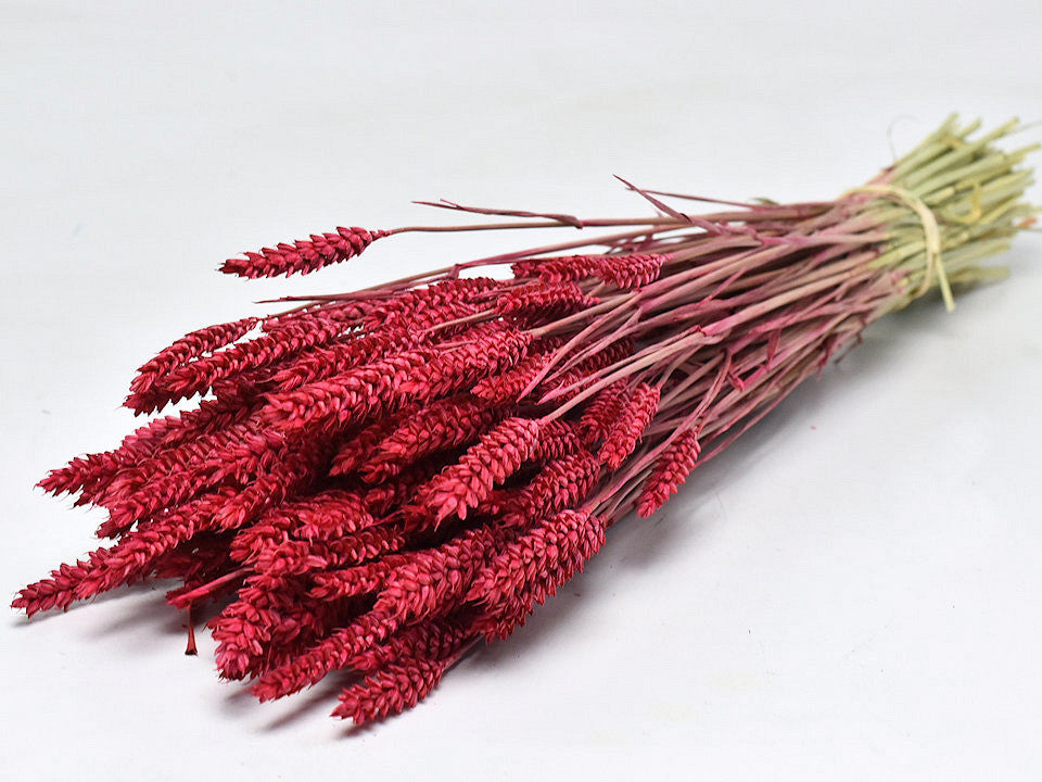 Getrockneter Weizenrot (Triticum)