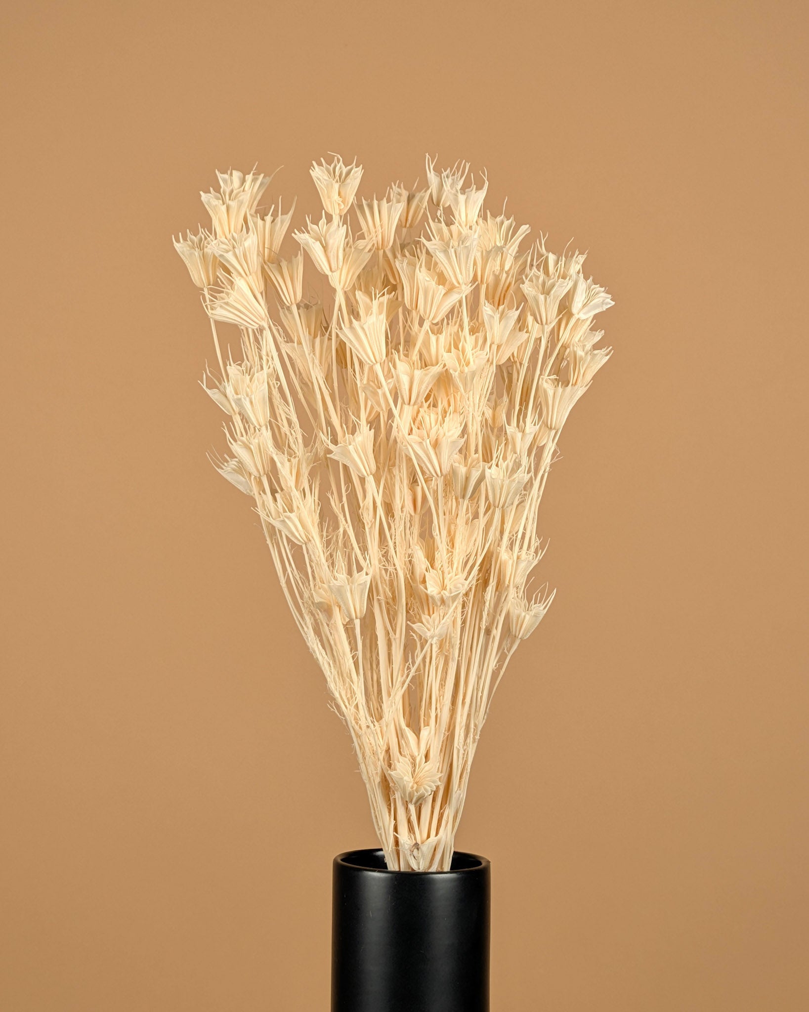 Nigella orientalis séché blanchis