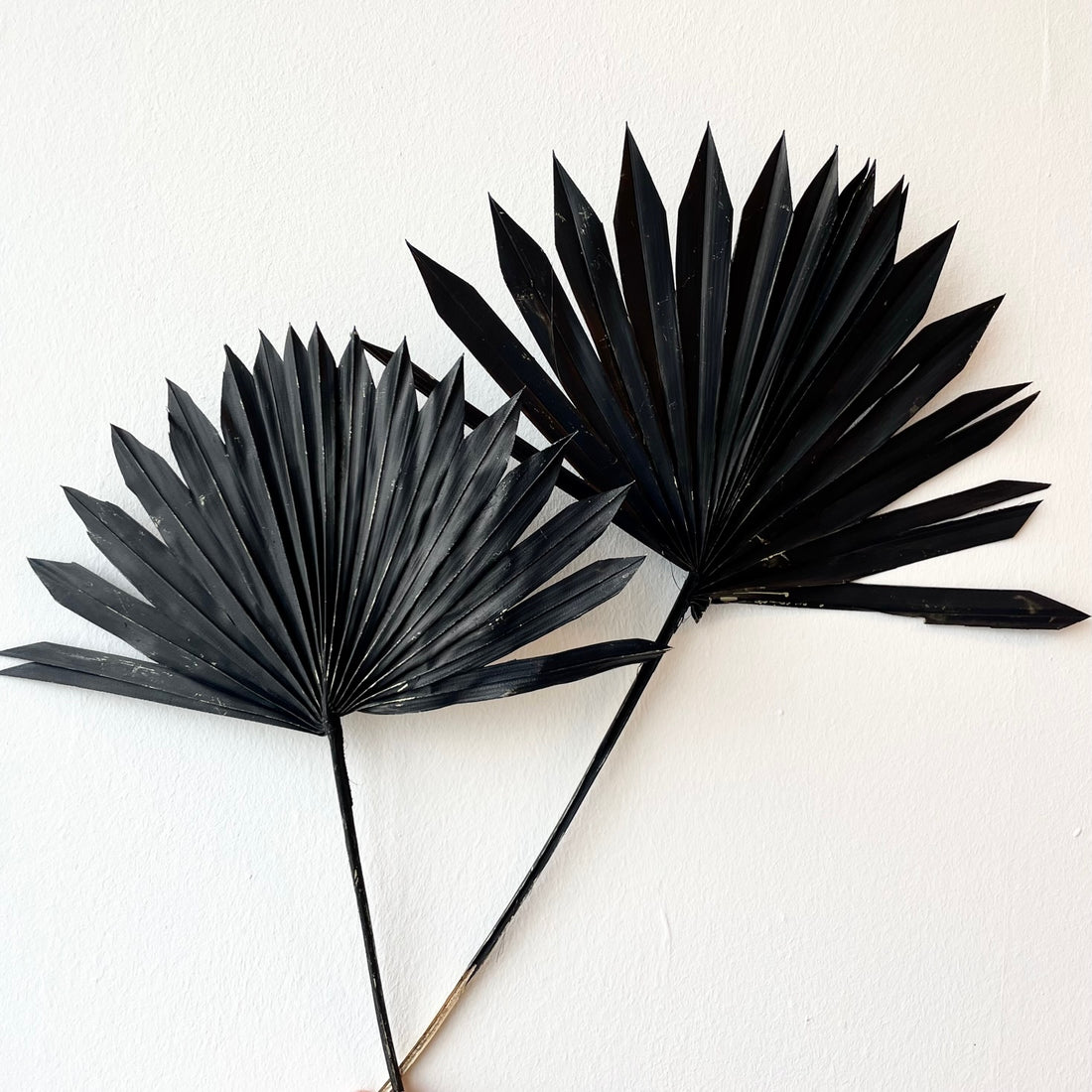 Palm séché Sun Spear Black