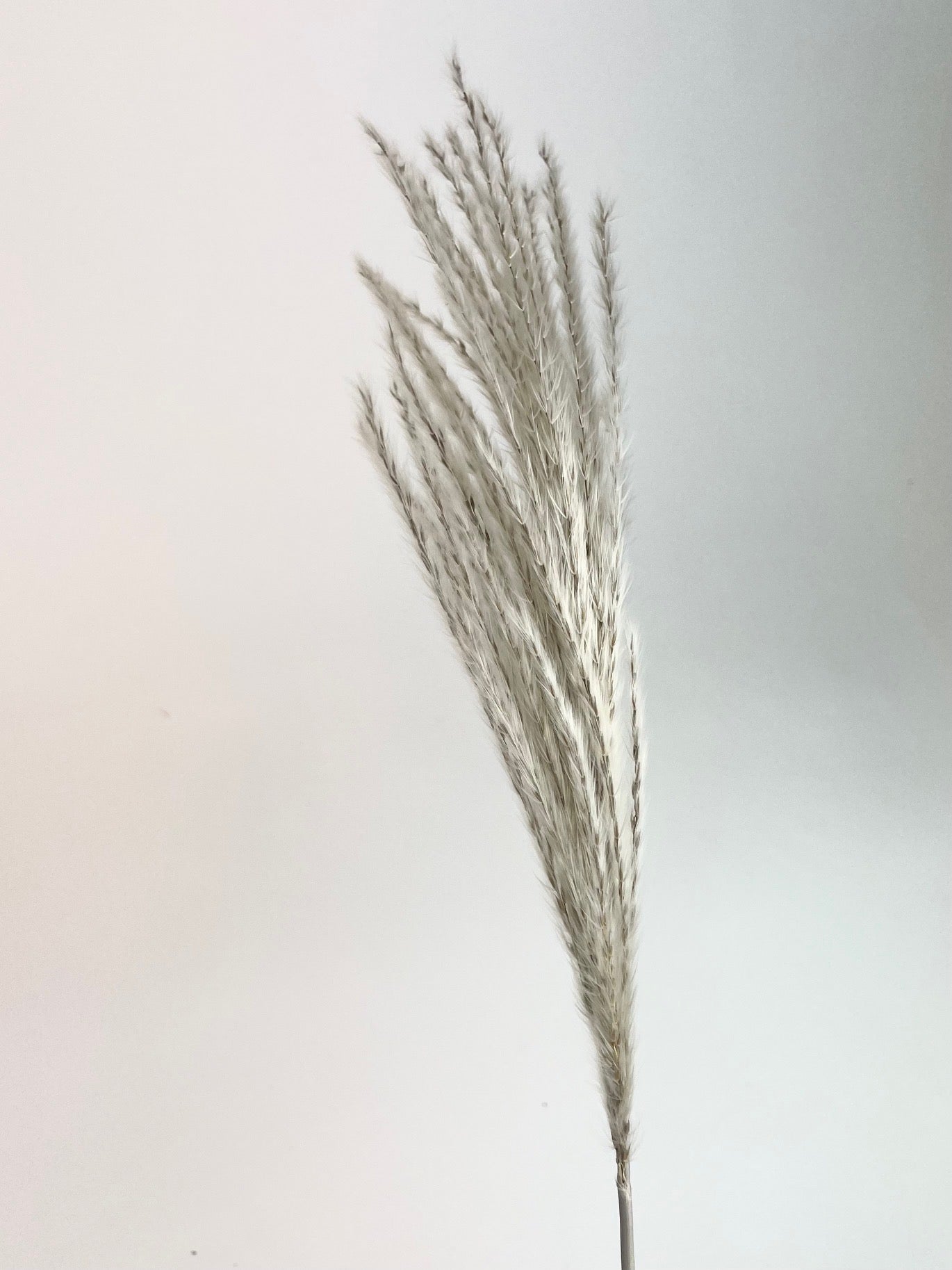 Stipa Feather Naturel (par panache)