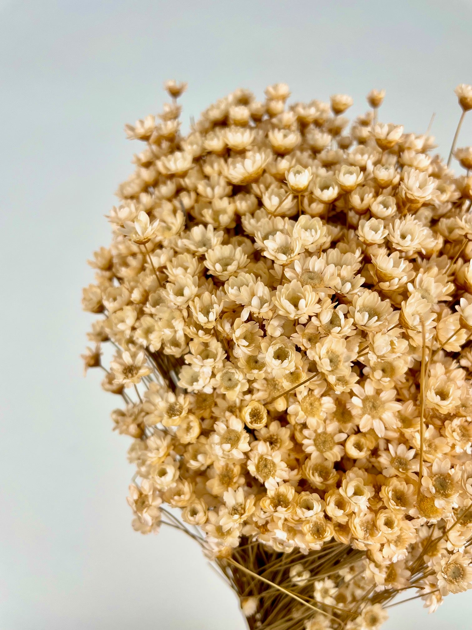 Glixia (fleur d'étoile) saumon séché rose naturel