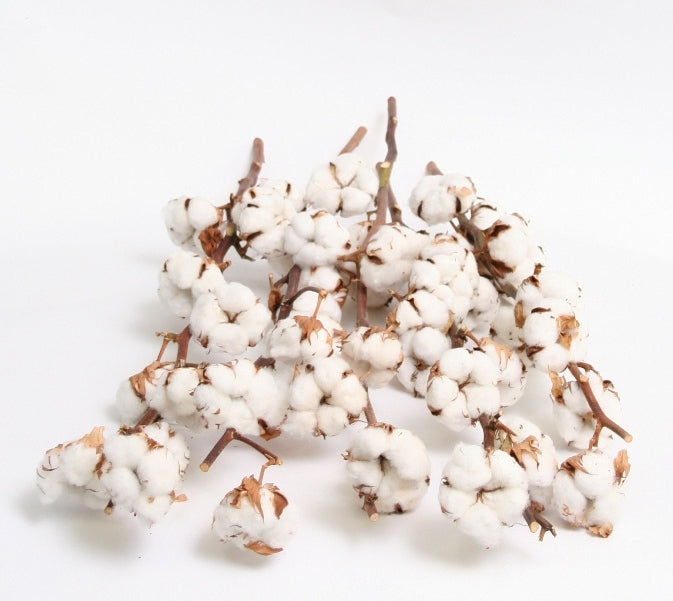 Gedroogde katoentak (Gossypium) – 9 bollen