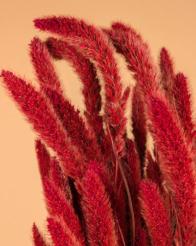 Gedroogde Setaria – rood