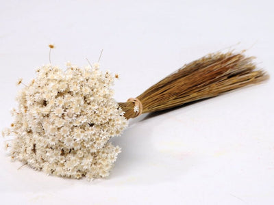 Gedroogde glixia (star flower) – naturel wit