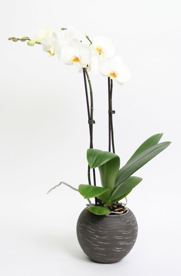 Phalaenopsis Orchid 2 branches in ceramic Sudan Dark gray