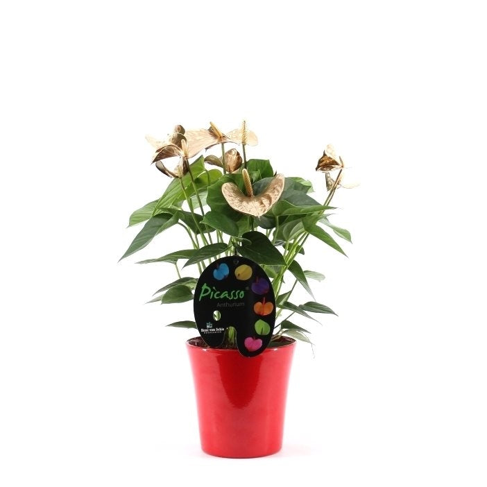 Anthurium picasso rot, Gold und Silber im Keramik -Topf