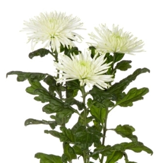 10 Mono Chrysanthemenspinne in verschiedenen Farben