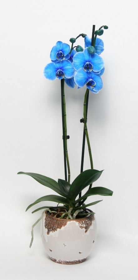 Phalaenopsis 2 branches peintes en bleu en céramique Old Look