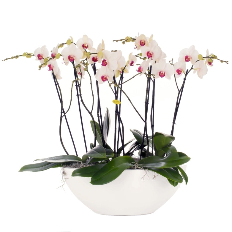 Phalaenopsis arrangement wit in schaal Glossy ovaal