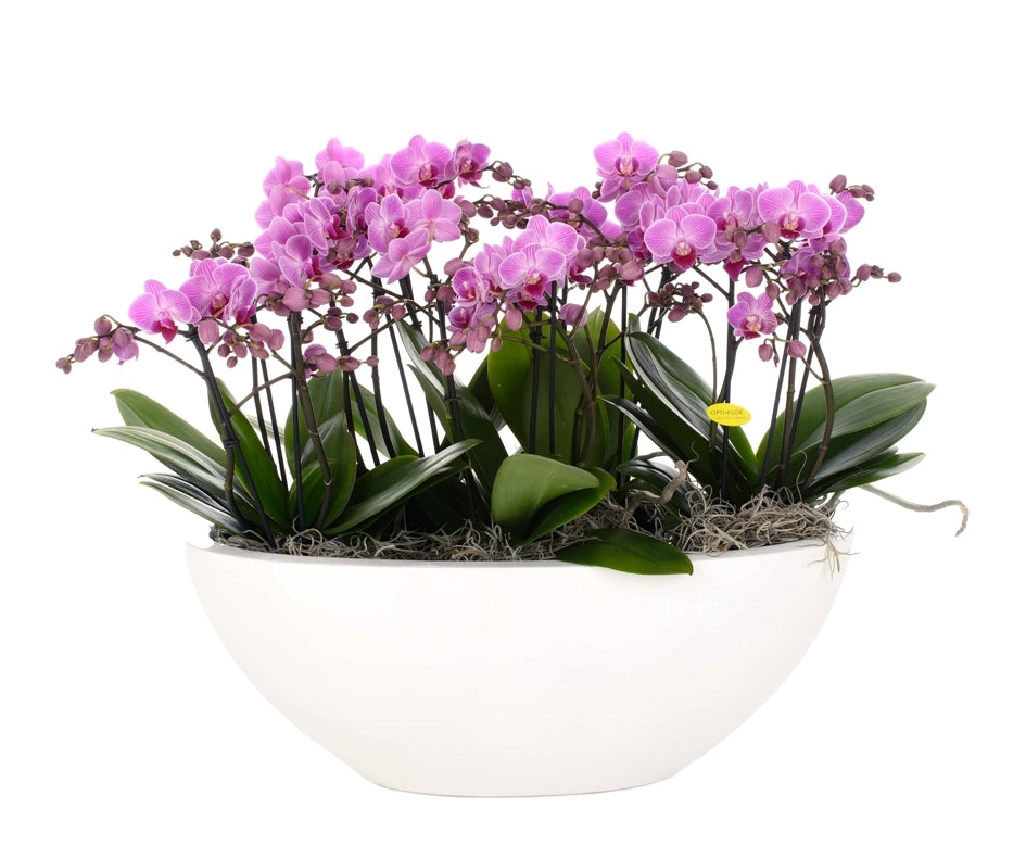 Phalaenopsis -Arrangement rosa im Maßstab glänzend ovaal
