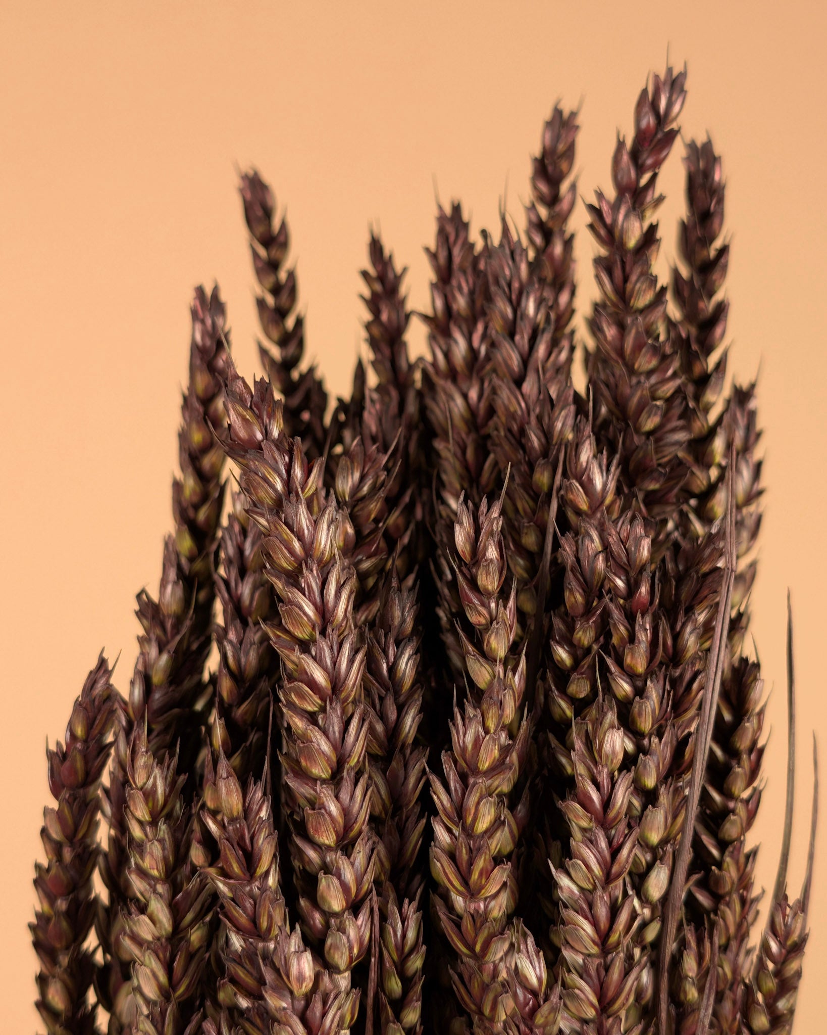 Blé séché brun foncé