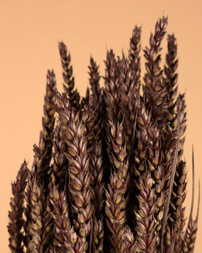 Blé séché brun foncé