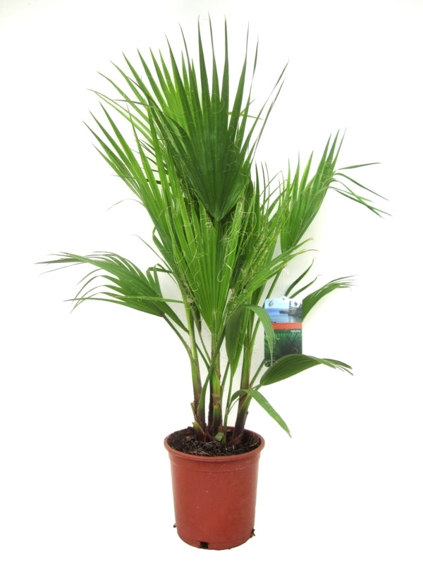 Washingtonia Robusta