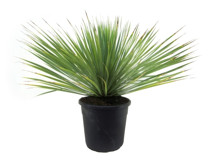 Yucca rostrata