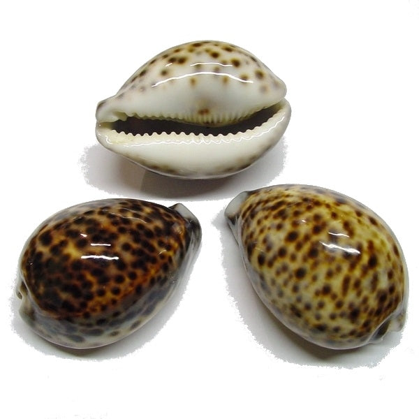 Muscheln Zyprea tigris weiblich