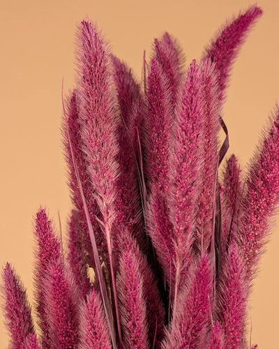 Gedroogde setaria – roze