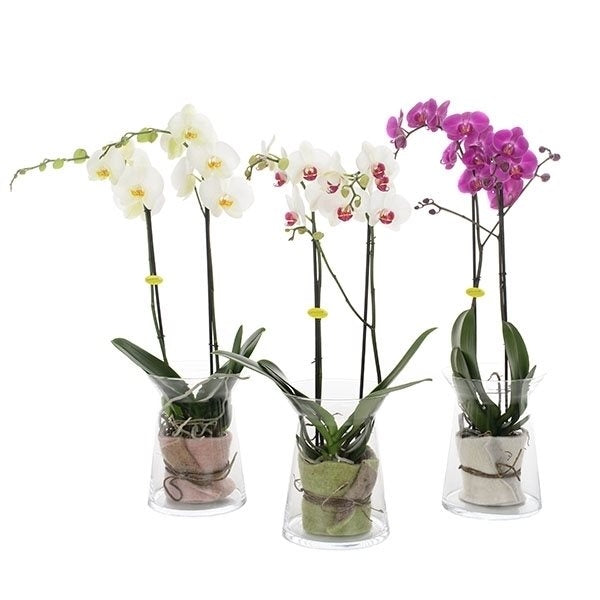 Phalaenopsis Orchidee in Sandglasglas mit Filzleinwand