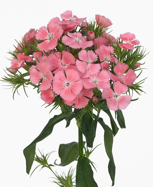 25 mille beauté (Dianthus Barbatus)