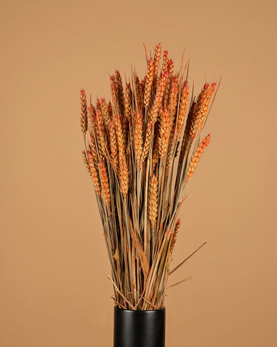 Getrocknete Weizenorange