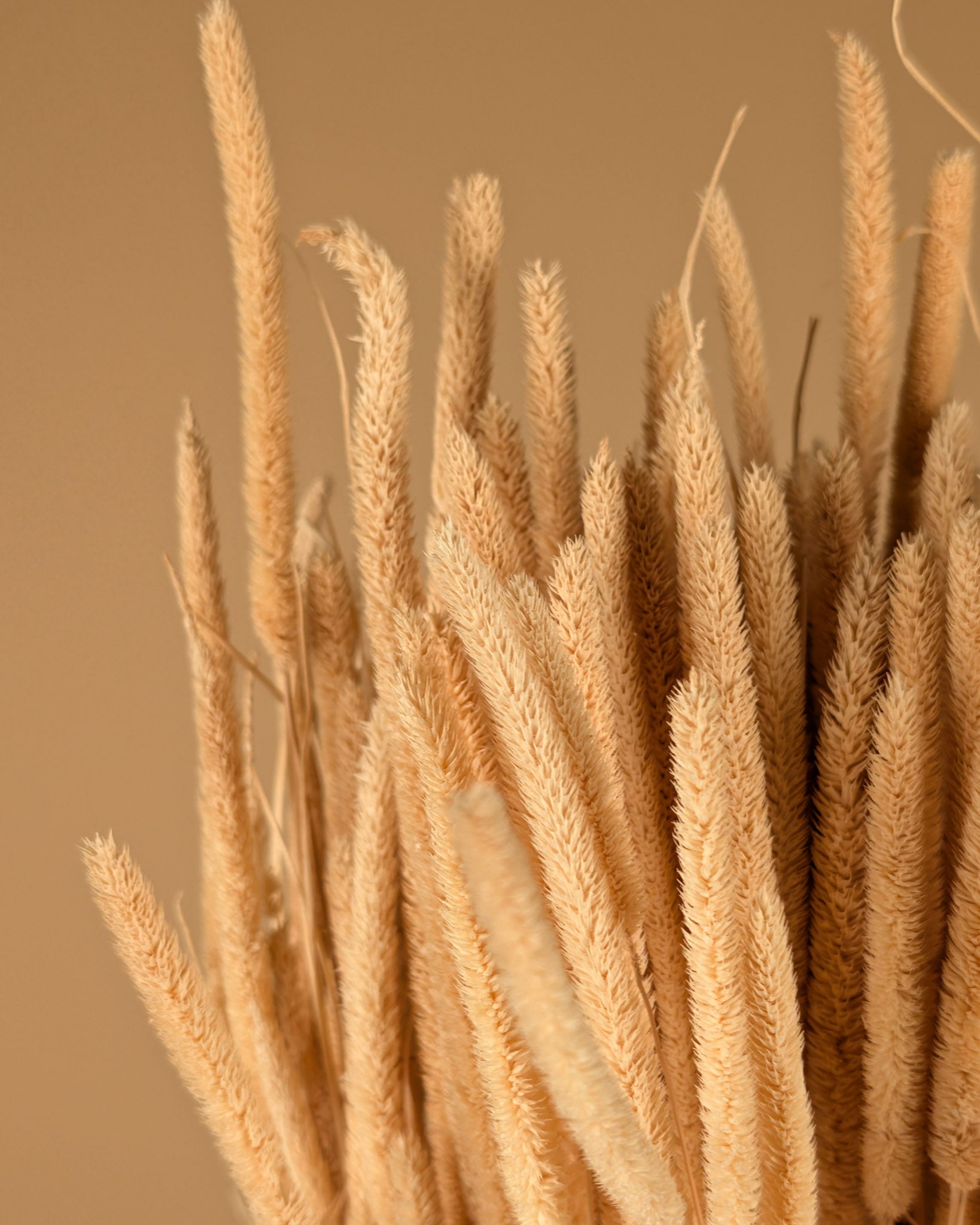 Gedroogde phleum pratensis – gebleekt