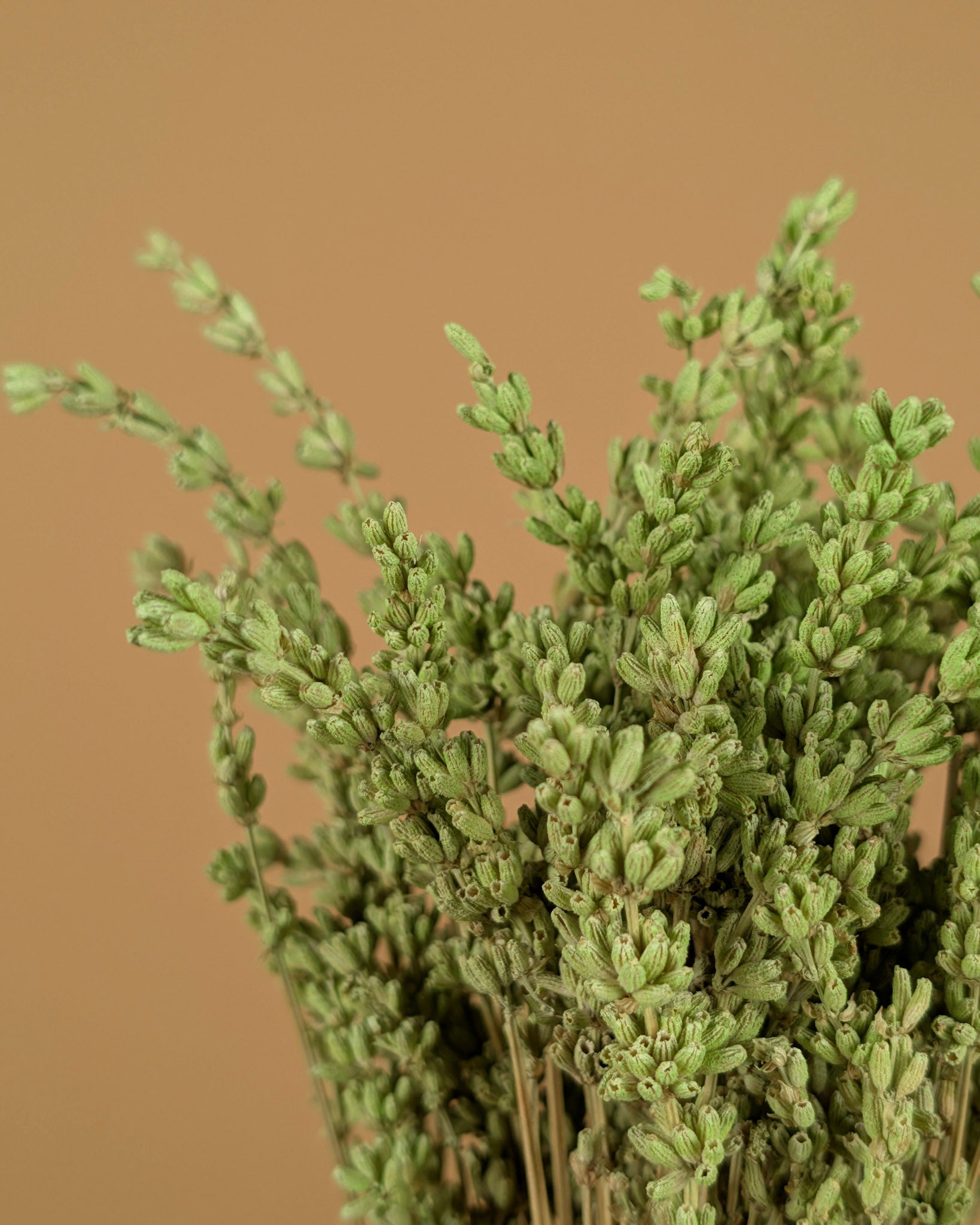 Gedroogde lavendel – mintgroen