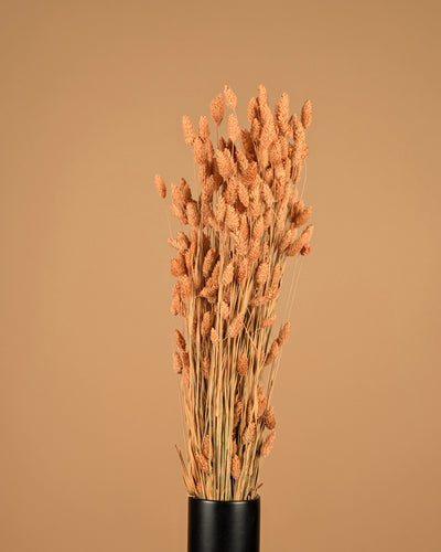 Gedroogde phalaris (kanariegras) – coral misty