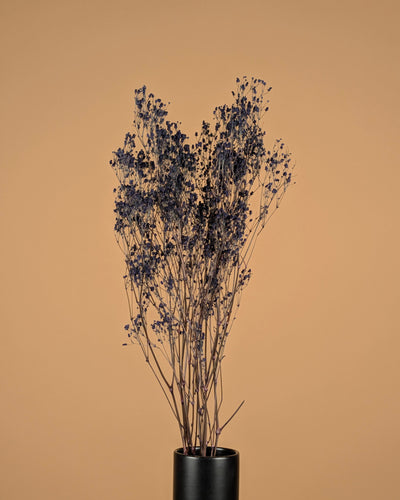 Gips Crain (Gypsophilie) blau getrocknet