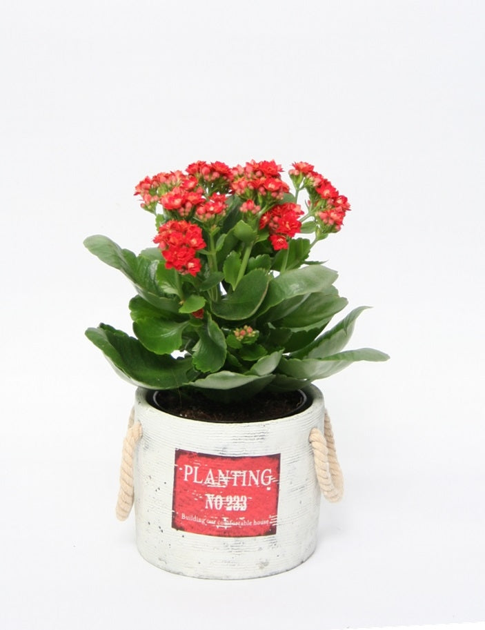 Kalanchoe in ceramic pot planting red