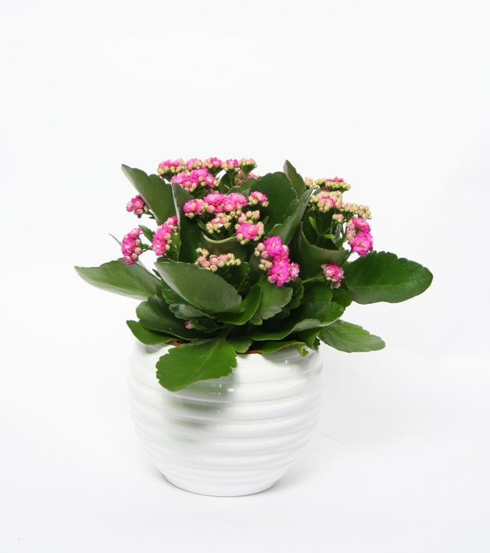 Kalanchoe en bouge de pot de fleurs en céramique blanche