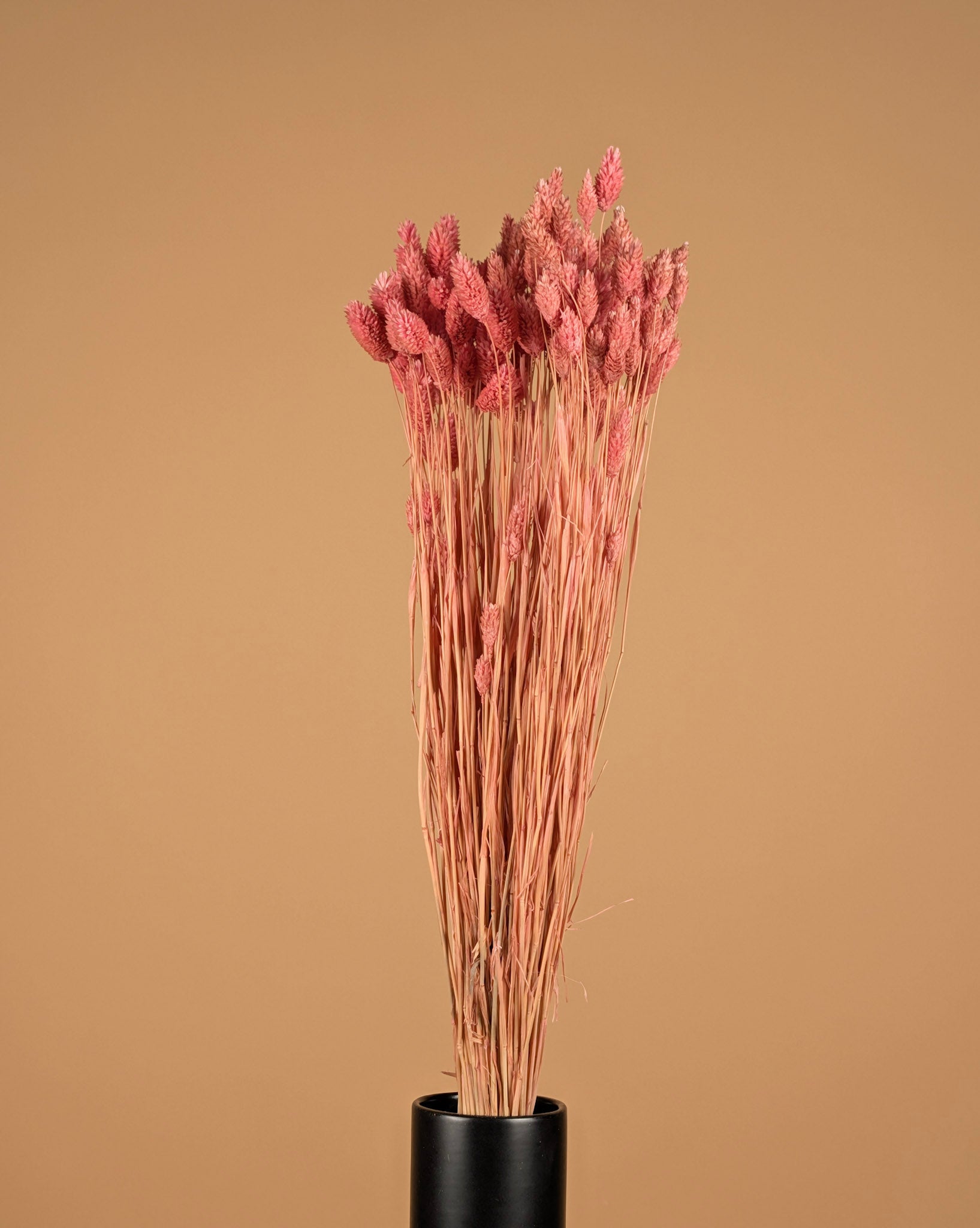 Gedroogde phalaris (kanariegras) – lichtroze